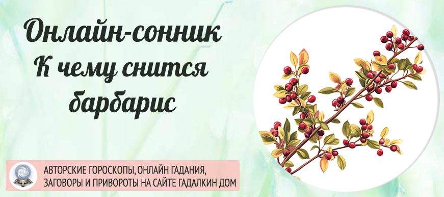 сонник барбарис