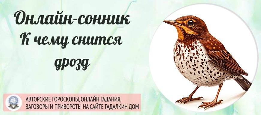 приснился дрозд