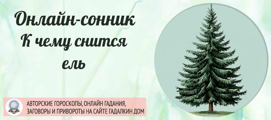 сонник ель