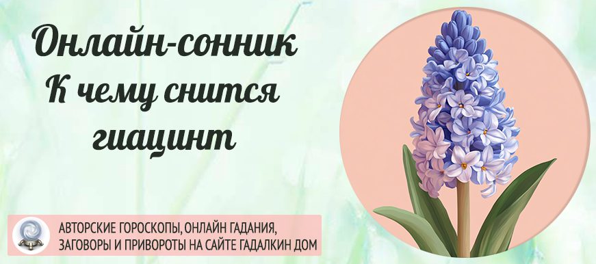 сонник гиацинт