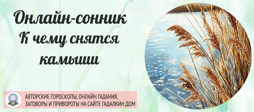 приснился камыш