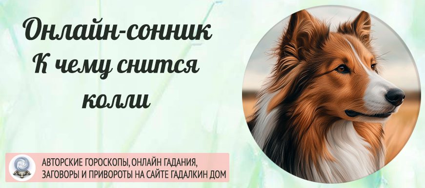 сонник колли