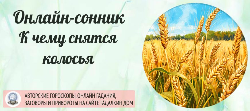 сонник колосья