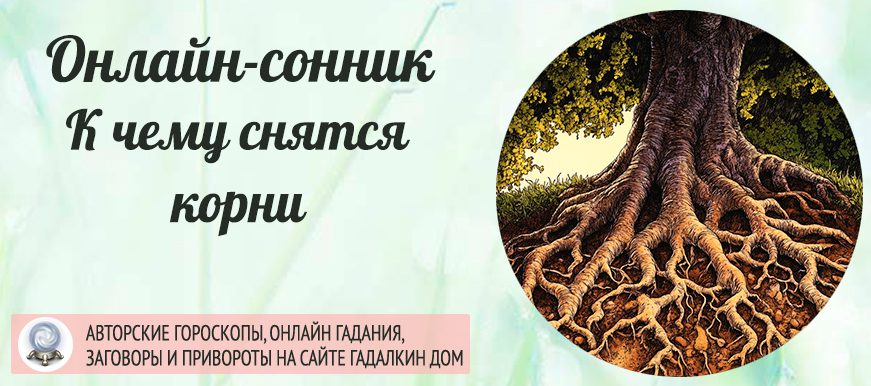 сонник корни
