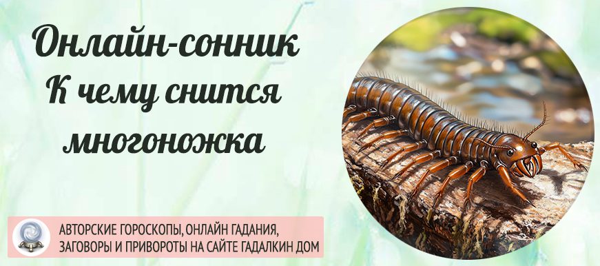 сонник многоножка