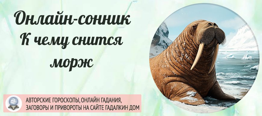 сонник морж