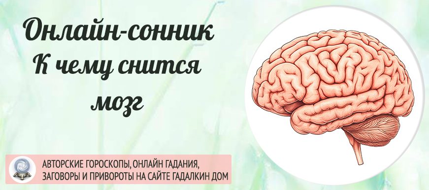 приснился мозг