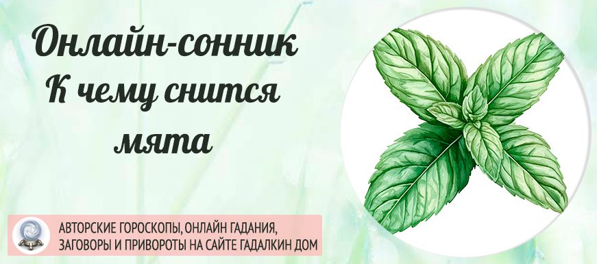 сонник мята