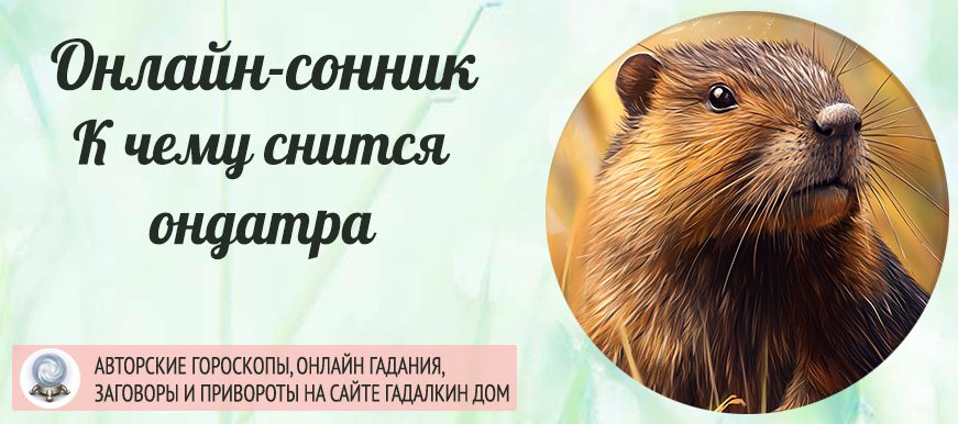 сонник ондатра