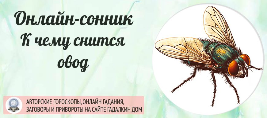 сонник овод