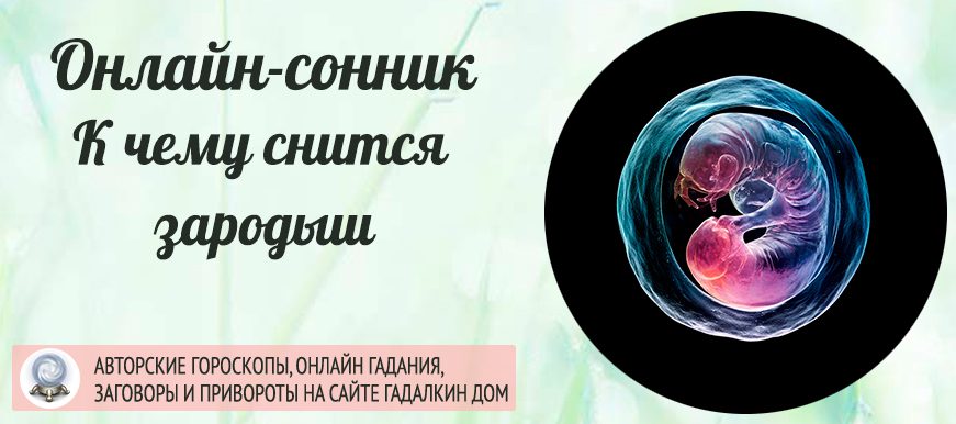 Зародыш во сне