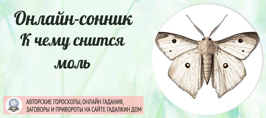 Сонник: к чему снится моль
