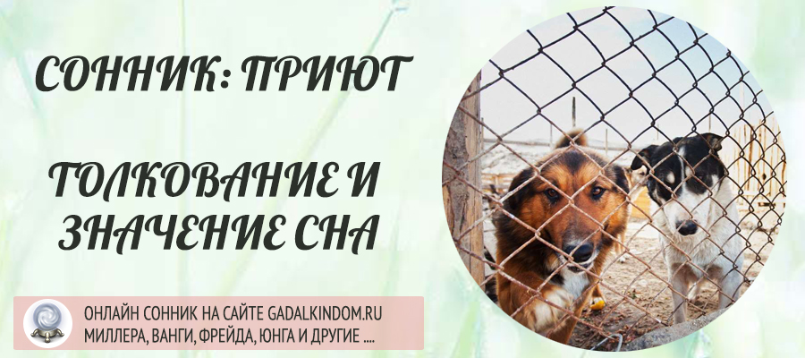 Сонник собака без. Сонник собака. Приют собак в Новогиреево. К чему снится собака. Сонник приютить собаку.