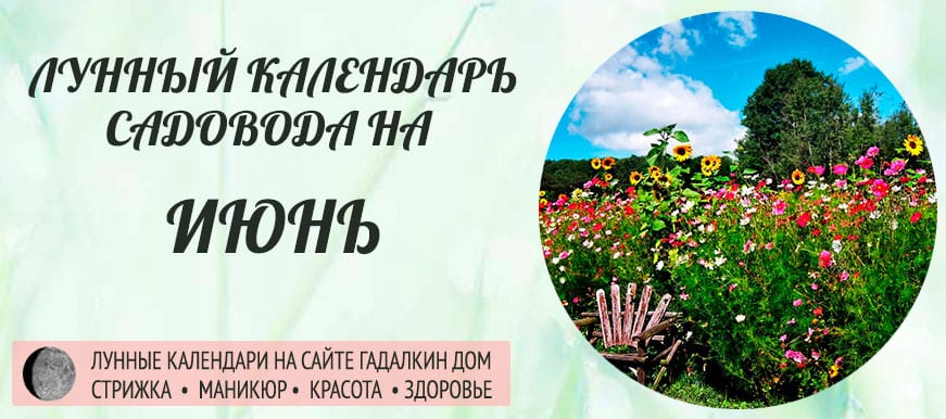 Лунный календарь ухода за растениями для садовода и огородника в июне 2020 года - оракул благоприятных дней.
