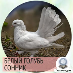 сонник: белый голубь