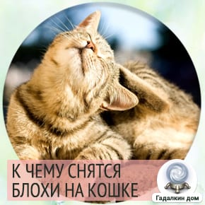 приснились блохи на кошке