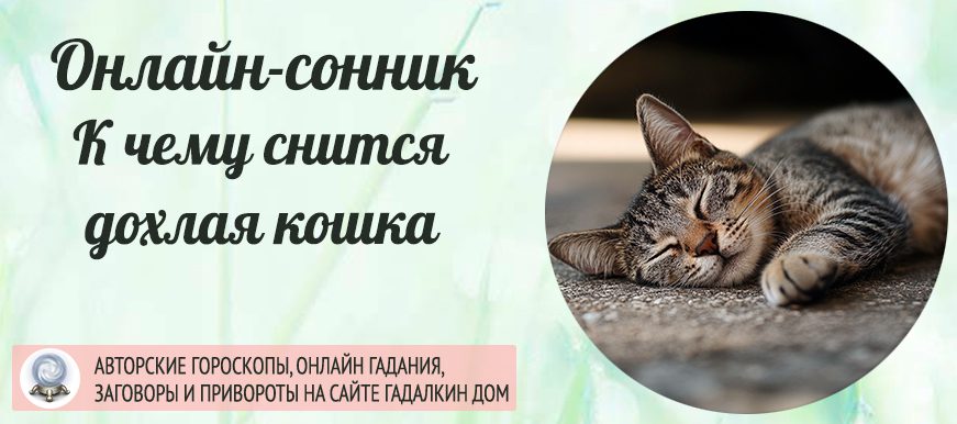 Сонник: дохлая кошка