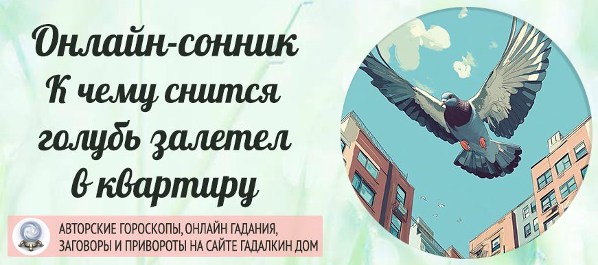 Сонник: голубь залетел в окно