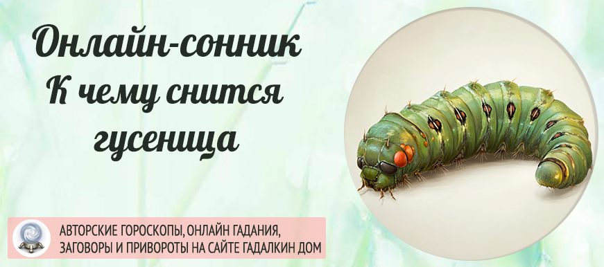 Сонник: гусеница