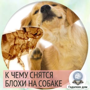 к чему снятся блохи на собаке