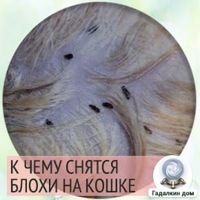 Сонник: блохи на кошке