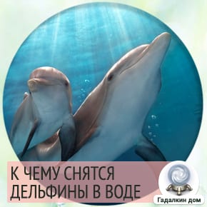 Сонник: дельфины в воде