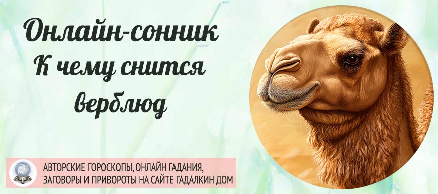 Сонник: верблюд