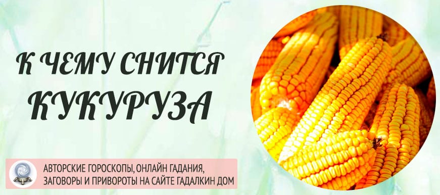 Увидеть во сне кукурузу к чему. К чему приснилась кукуруза? Толкование по цвету: желтая, красная или другого оттенка