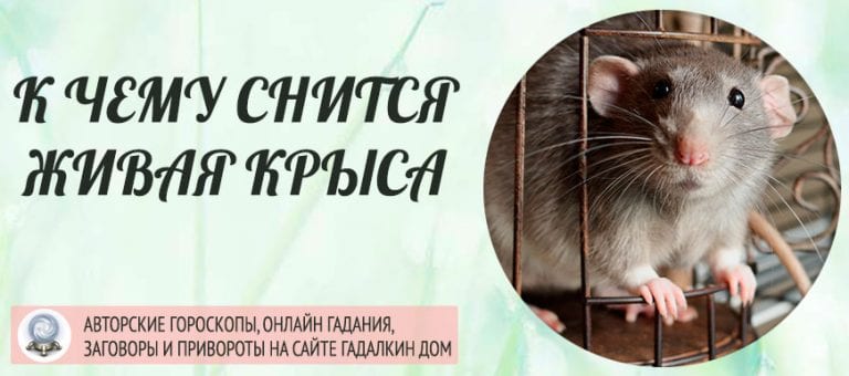 Сонник: живая крыса
