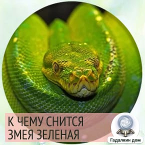 Сонник: зелёная змея