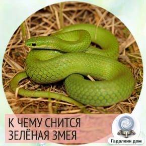 к чему снятся зеленые змеи