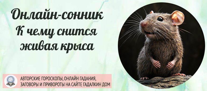 Сонник: живая крыса
