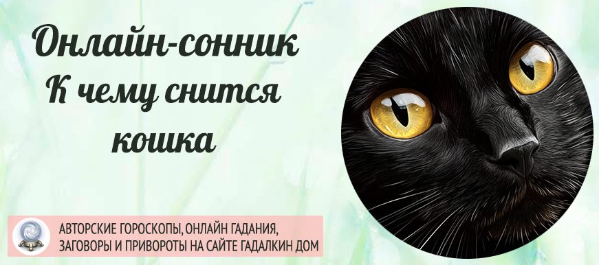 Сонник кошка