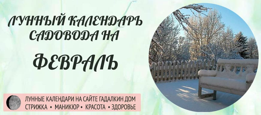 Лунный календарь ухода за растениями для садовода и огородника в феврале 2021 года - оракул благоприятных дней.