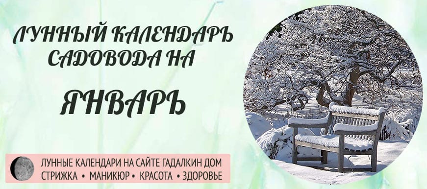 Лунный календарь ухода за растениями для садовода и огородника в январе 2021 года - оракул благоприятных дней.