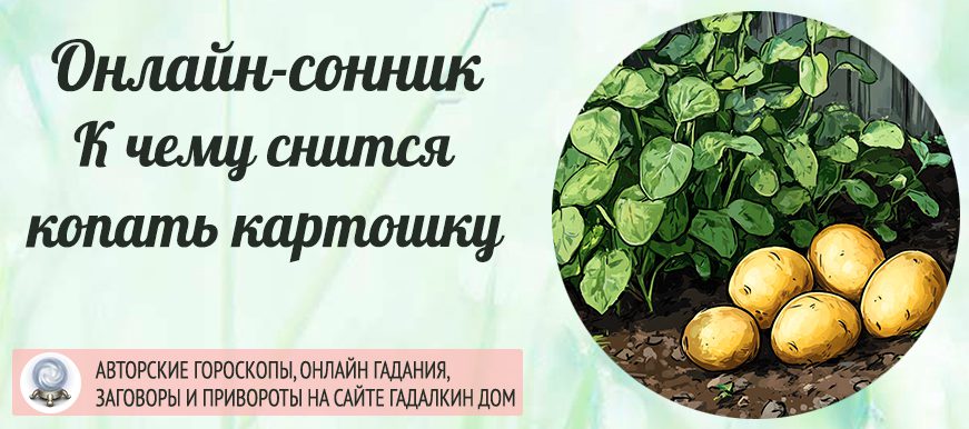 Сонник: копать картошку