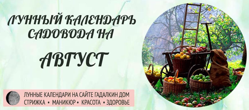 Лунный календарь ухода за растениями для садовода и огородника в августе 2021 года - оракул благоприятных дней.