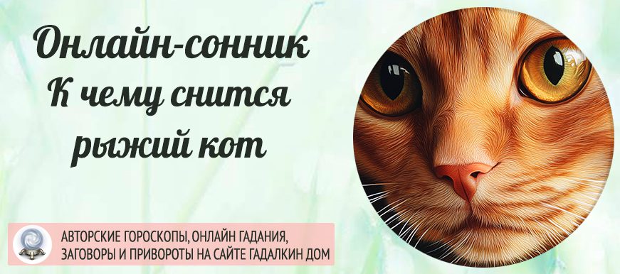 Сонник: рыжий кот