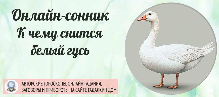 Сонник: белые гуси