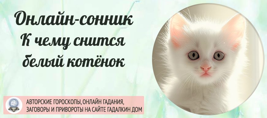 Сонник: белый котёнок