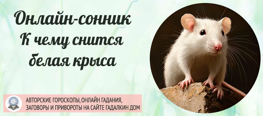 Сонник: белая крыса