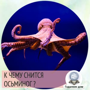 Сонник осьминог