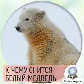 Оракул сонник белый медведь. medved beliy k chemu snitsya. Оракул сонник белый медведь фото. Оракул сонник белый медведь-medved beliy k chemu snitsya. картинка Оракул сонник белый медведь. картинка medved beliy k chemu snitsya. К чему снится Белый медведь во сне?