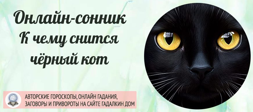 Сонник: чёрный кот