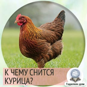 Сонник куриная Голова 😴 приснилась, к чему снится куриная Голова во сне видеть?