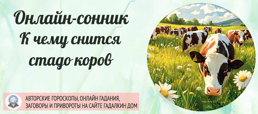 Сонник: стадо коров