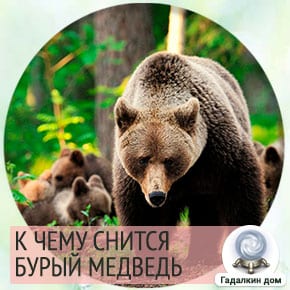 Огромный бурый медведь во сне. Buryj medved 2. Огромный бурый медведь во сне фото. Огромный бурый медведь во сне-Buryj medved 2. картинка Огромный бурый медведь во сне. картинка Buryj medved 2. Если приснился бурый медведь – это признак того, что вы, наконец, свободны от компании людей, которые плохо повлияли на вас и, возможно даже они испортили вашу репутацию, поэтому вы будете очень рады этому, как и ваши близкие.