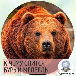 Огромный бурый медведь во сне. Buryj medved. Огромный бурый медведь во сне фото. Огромный бурый медведь во сне-Buryj medved. картинка Огромный бурый медведь во сне. картинка Buryj medved. Если приснился бурый медведь – это признак того, что вы, наконец, свободны от компании людей, которые плохо повлияли на вас и, возможно даже они испортили вашу репутацию, поэтому вы будете очень рады этому, как и ваши близкие.