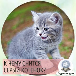 сонник котенок серый