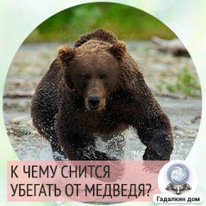 Мужчина убегает от медведя сонник. Ubegat ot medvedya 2. Мужчина убегает от медведя сонник фото. Мужчина убегает от медведя сонник-Ubegat ot medvedya 2. картинка Мужчина убегает от медведя сонник. картинка Ubegat ot medvedya 2. Любая погоня во сне вызывает страх и волнение, а если снится, убегать от опасного зверя, этот сюжет оставляет неизгладимое впечатление даже после пробуждения. Попробуем понять, к чему снится убегать от медведя во сне: бурого, белого, что значит если вам удалось скрыться или он вас настиг. Указывает ли этот сон на реальную опасность наяву или он имеет совсем другое значение?